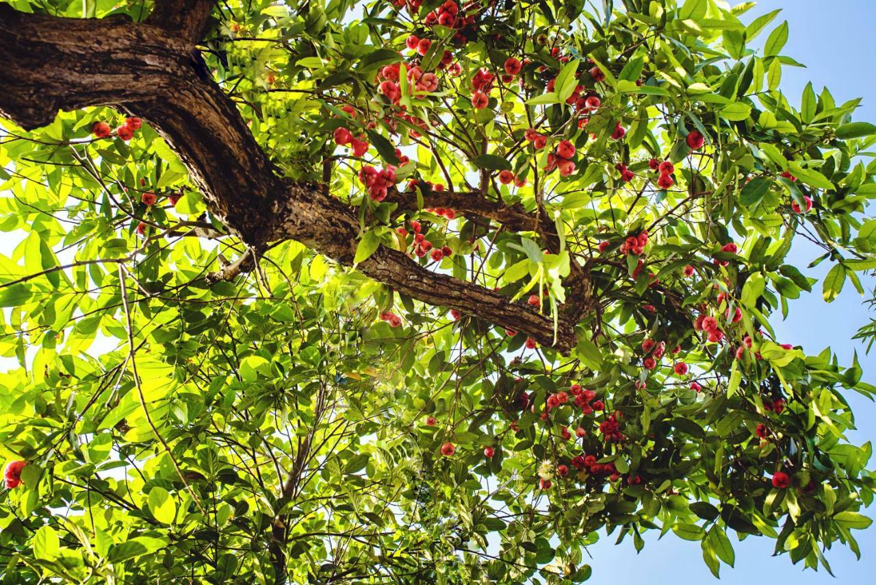 Riverside Plum Garden Villa Hội An Extérieur photo